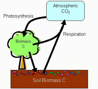 What Is the Carbon Cycle? Photosynthesis, Decomposition